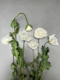 Image result for Papaver somniferum White Cloud