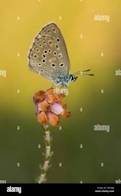 Attēlu rezultāti vaicājumam “Maculinea alcon underside”