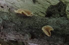 Attēlu rezultāti vaicājumam “Aleurodiscus amorphus”