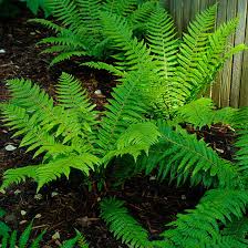 Attēlu rezultāti vaicājumam “Dryopteris”