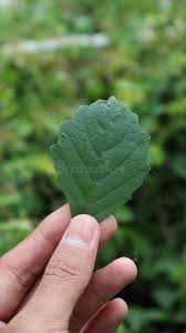 Attēlu rezultāti vaicājumam “Alnus glutinosa leaf”