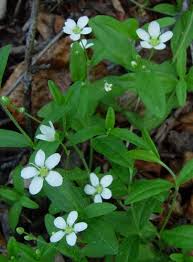 Attēlu rezultāti vaicājumam “Moehringia lateriflora flower”