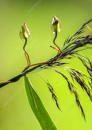 Attēlu rezultāti vaicājumam “Calystegia sepium fruit”
