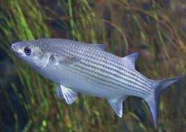 Image result for Chelon labrosus