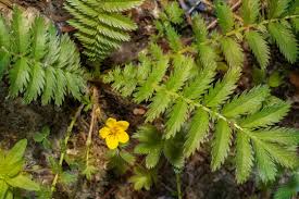 Attēlu rezultāti vaicājumam “Argentina anserina leaf”