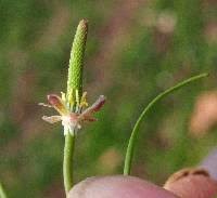 Attēlu rezultāti vaicājumam “Myosurus minimus flower”
