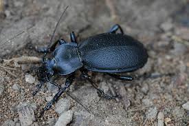Attēlu rezultāti vaicājumam “Carabus coriaceus”