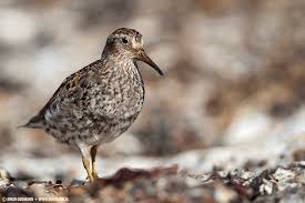 Attēlu rezultāti vaicājumam “Calidris maritima”
