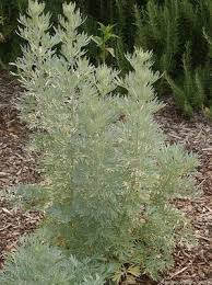 Image result for Artemisia absinthium