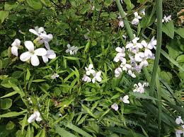 Attēlu rezultāti vaicājumam “Cardamine bulbifera”