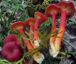 Attēlu rezultāti vaicājumam “Hygrocybe cantharellus”
