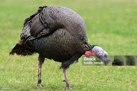 Attēlu rezultāti vaicājumam “Meleagris male”