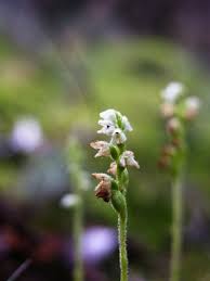 Attēlu rezultāti vaicājumam “Goodyera repens bud”