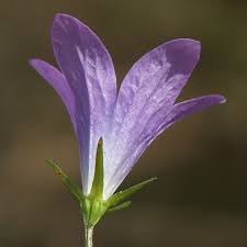 Image result for Campanula patula