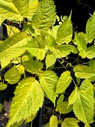 Attēlu rezultāti vaicājumam “Astilbe chinensis leaf”