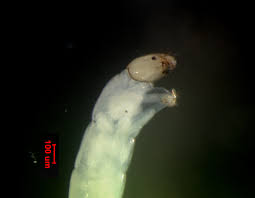 Attēlu rezultāti vaicājumam “Orthosia munda larva”