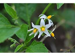 Attēlu rezultāti vaicājumam “Solanum nigrum flower”
