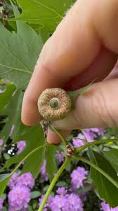 Attēlu rezultāti vaicājumam “Quercus rubra fruit”