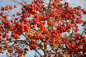 Attēlu rezultāti vaicājumam “Malus x zumi”