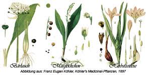 Image result for Herbstzeitlose