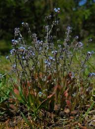 Attēlu rezultāti vaicājumam “Myosotis ramosissima flower”