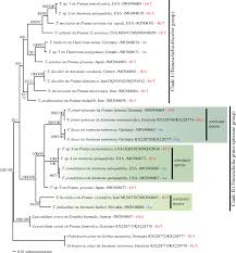 Attēlu rezultāti vaicājumam “Tranzschelia pruni-spinosae spores”