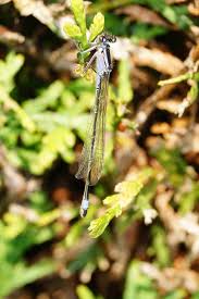Attēlu rezultāti vaicājumam “Coenagrion pulchellum female”