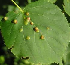 Attēlu rezultāti vaicājumam “Phytocoris tiliae imago”