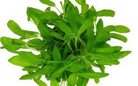 Image result for Salvie