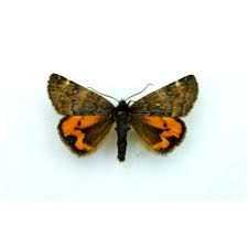 Attēlu rezultāti vaicājumam “Archiearis parthenias”