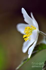 Attēlu rezultāti vaicājumam “Anemone nemorosa flower”