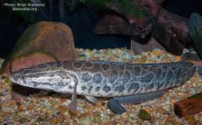 Image result for Channa argus