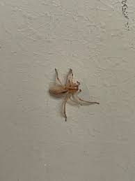 Attēlu rezultāti vaicājumam “Cheiracanthium sp.”