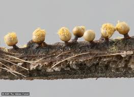 Attēlu rezultāti vaicājumam “Trichia scabra spores”
