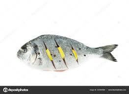 Image result for Sparus aurata