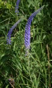 Attēlu rezultāti vaicājumam “Veronica spicata leaf”