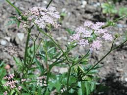 Attēlu rezultāti vaicājumam “Pimpinella major leaf”