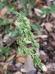 Attēlu rezultāti vaicājumam “Melica nutans flower”