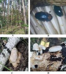 Attēlu rezultāti vaicājumam “Dacne bipustulata”