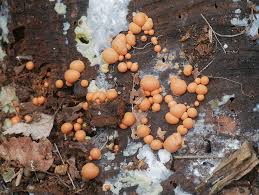 Attēlu rezultāti vaicājumam “Lycogala cf. oleocrystalliferum sessile”