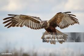 Attēlu rezultāti vaicājumam “Circus aeruginosus adult”