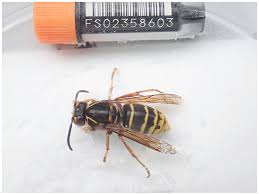 Attēlu rezultāti vaicājumam “Dolichovespula media”