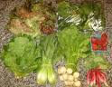 The Suburban Herbivore