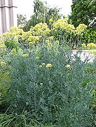 Attēlu rezultāti vaicājumam “Thalictrum flavum”