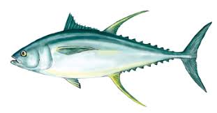 Image result for Thunnus maccoyii