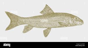 Image result for Moxostoma macrolepidotum