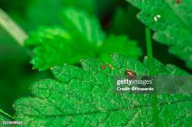 Attēlu rezultāti vaicājumam “Geum urbanum leaf”