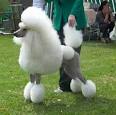 AnyTen: 10 Most Intelligent Breeds of Dogs