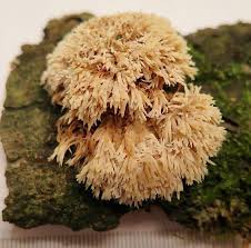 Attēlu rezultāti vaicājumam “Radulomyces confluens”