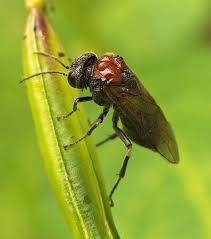 Attēlu rezultāti vaicājumam “Eriocampa ovata”